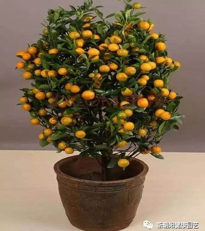 盆景果树那么小 为什么却能结出很多果子