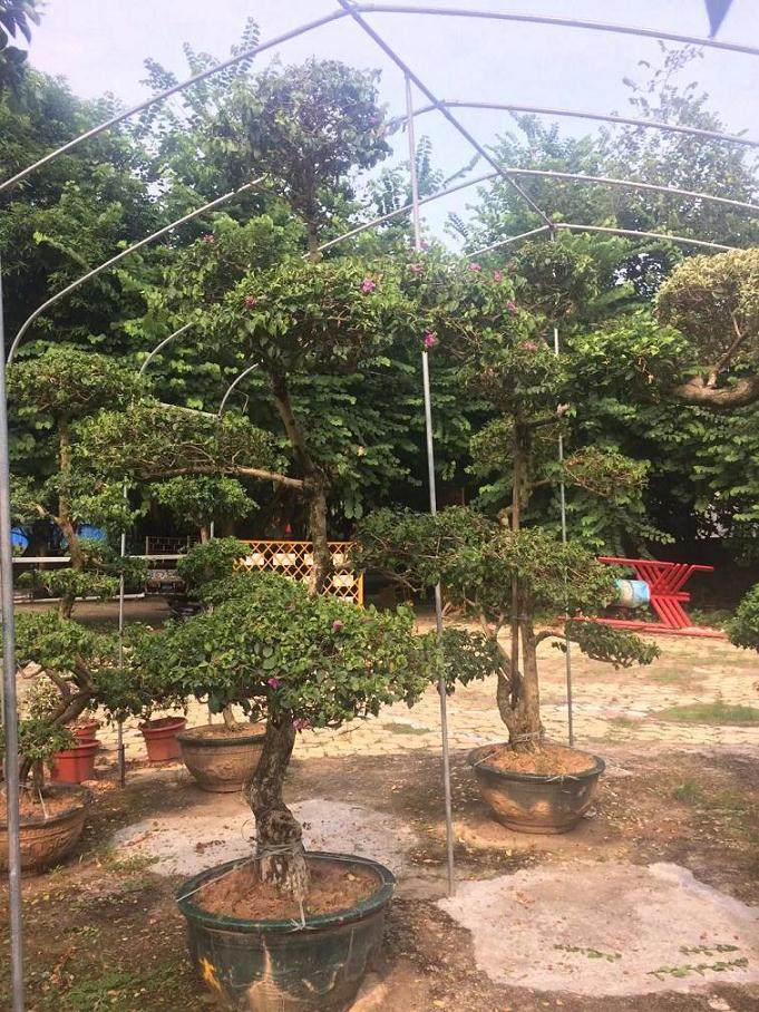 三角梅的盆景造型及鉴赏