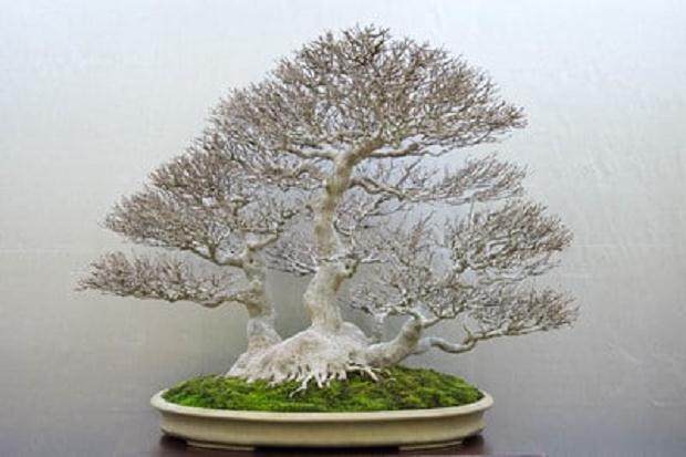 日本的核心 - 田中敬治在第35届泰康十中的盆景展