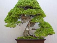 日本的核心 - 田中敬治在第35届泰康十中的盆景展