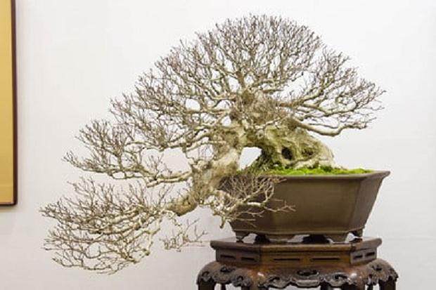 级联韩国鹅耳枥 - 无釉六角形锅