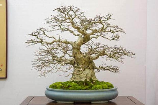 韩国鹅耳窿 - 釉面椭圆形盆子