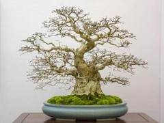 韩国的鹅耳枥盆景展