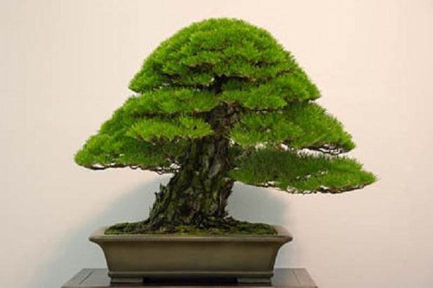 第35届泰康十盆景展中获奖黑松作品