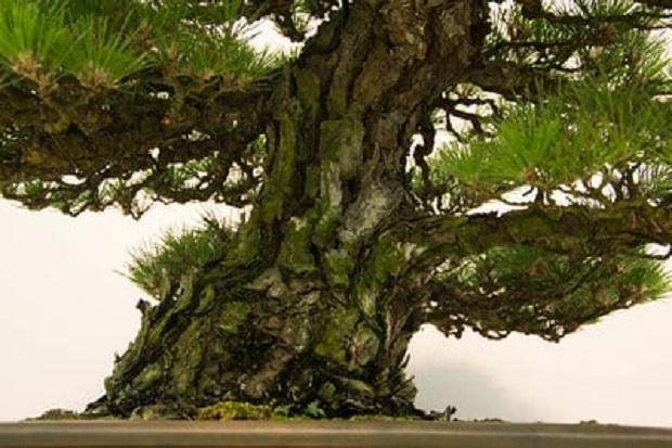 第35届泰康十盆景展中获奖黑松作品