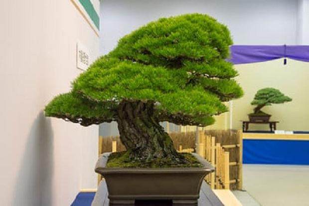 第35届泰康十盆景展中获奖黑松作品