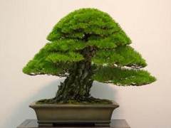 第35届泰康十盆景展中获奖黑松作品