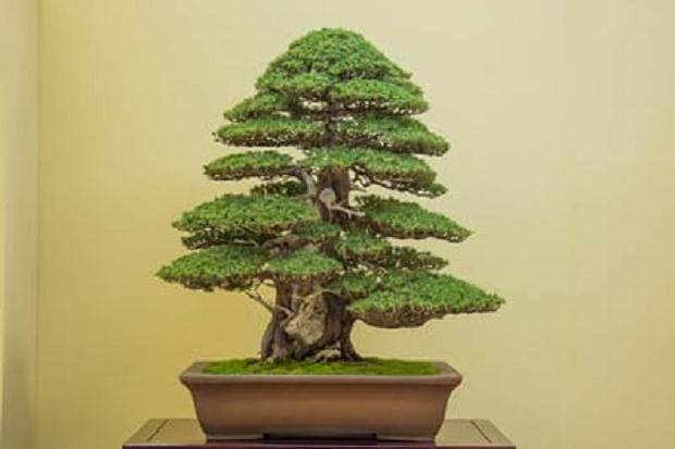 前往日本访问在京都的第35届泰康十盆景展