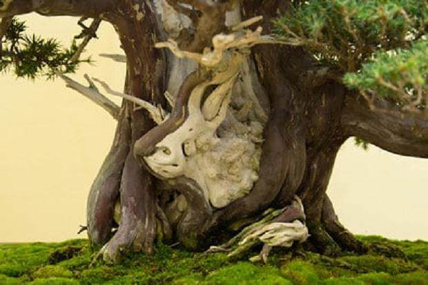 前往日本访问在京都的第35届泰康十盆景展