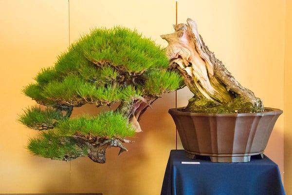 日本本州的盆景展