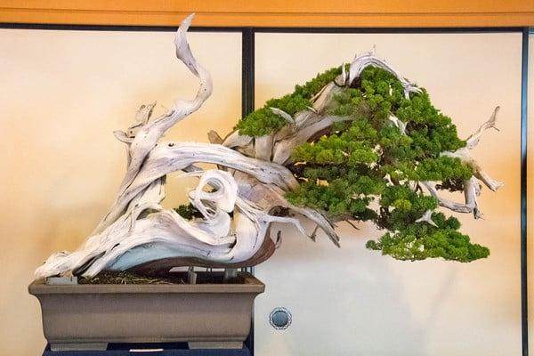 日本本州的盆景展