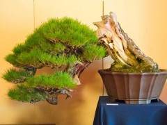 日本本州的盆景展