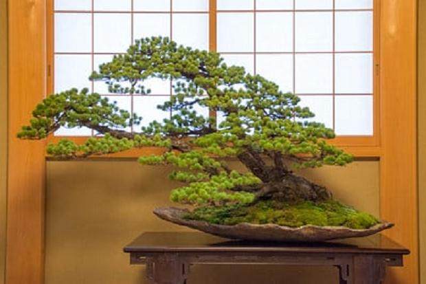 Genh Kai盆景展览在日本本州