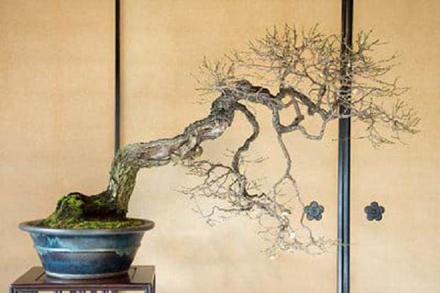 Genh Kai盆景展览在日本本州