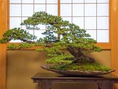 Genh Kai盆景展览在日本本州