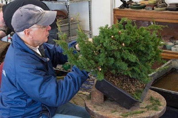 从田野生长的真柏清理旧叶子