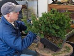 如何去除盆景根部的老土？