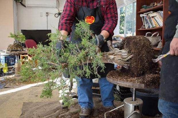 如何去除盆景根部的老土?