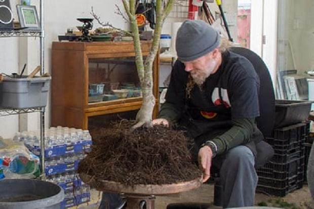 去除盆景根部的旧土壤