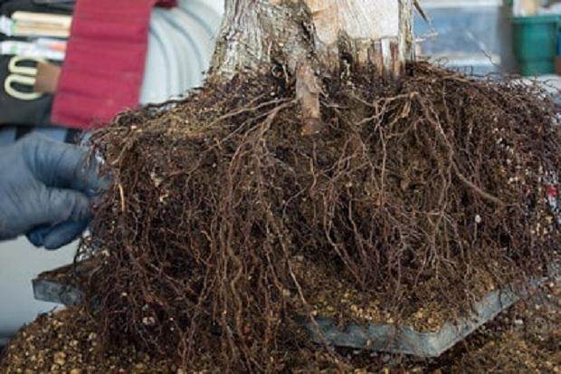 去除盆景根部的老土