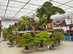 参观日本泰康十的盆景销售区