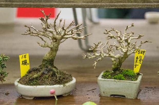 参观日本泰康十的盆景销售区