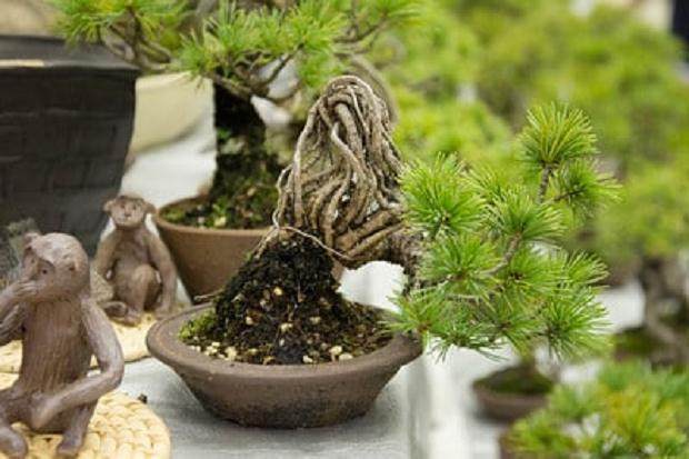 参观日本泰康十的盆景销售区