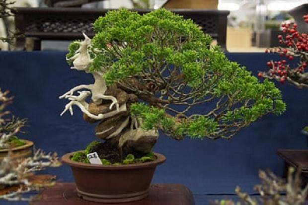 泰康十销售区的真柏盆景