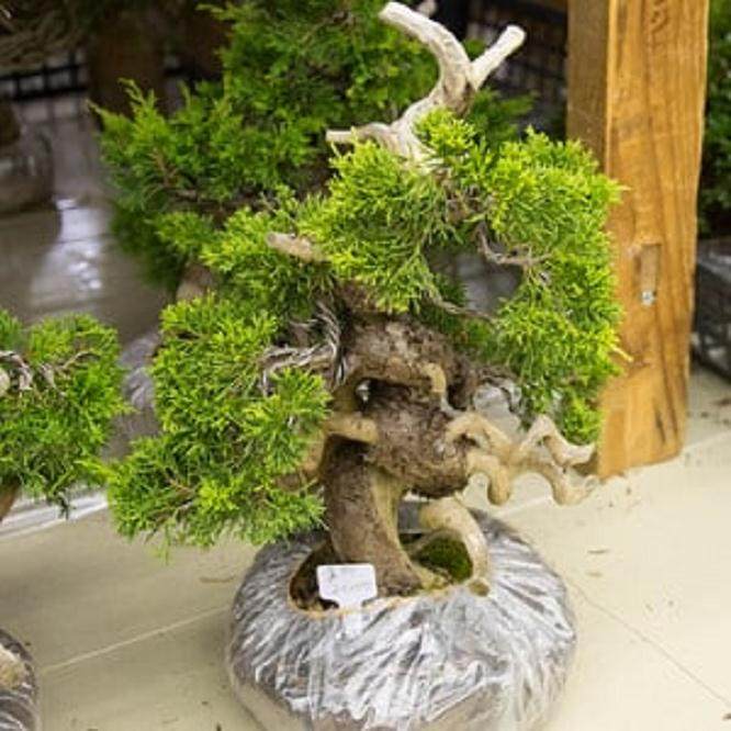泰康十销售区的真柏盆景