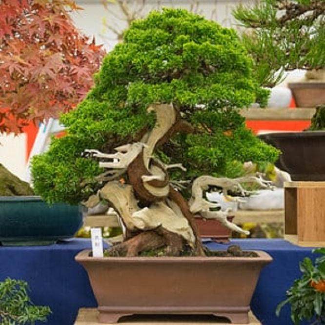 泰康十销售区的真柏盆景