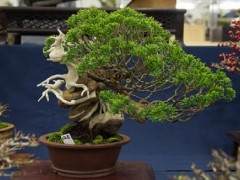 泰康十销售区的真柏盆景