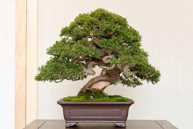 在湾岛盆景的第十七年度小品盆景展