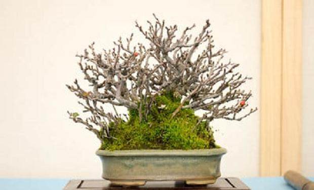 在湾岛盆景的第十七年度小品盆景展