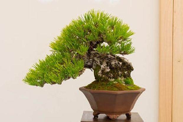 在湾岛盆景的第十七年度小品盆景展