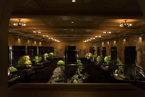 对工匠杯盆景展的回顾