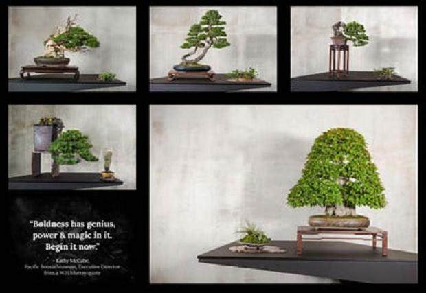 对工匠杯盆景展的回顾