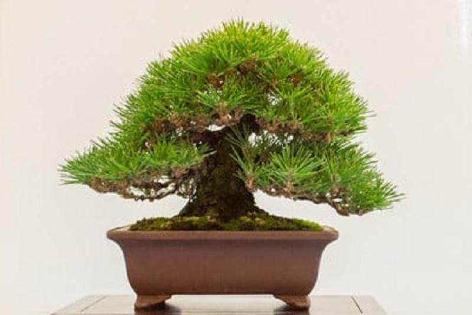 日本黑松盆景 - 距离种子22年