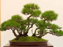 小品黑松是这次湾岛盆景展的一个明显选择