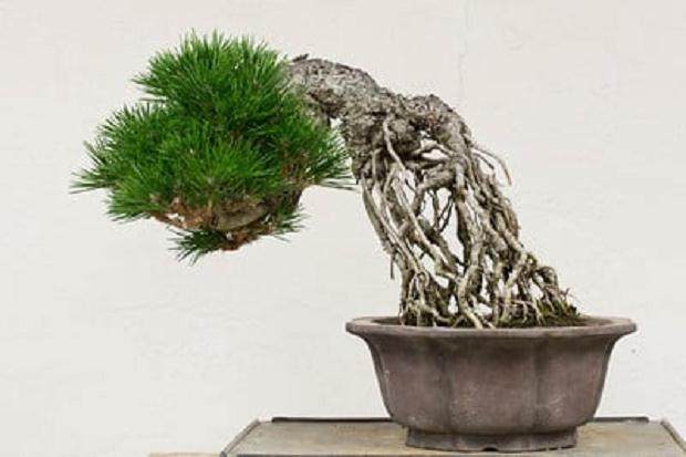 日本黑松展出于2016年海湾岛盆景展