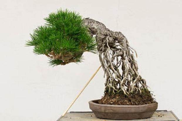 日本黑松展出于2016年海湾岛盆景展