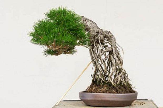 日本黑松展出于2016年海湾岛盆景展