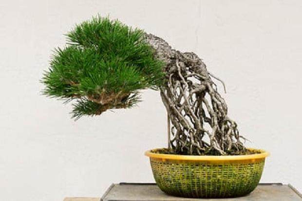 如何给暴露的根黑松选择最好的盆子?