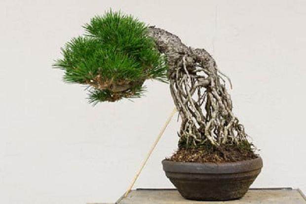 如何给暴露的根黑松盆景选择最好的盆子