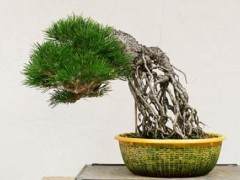 如何给暴露的根黑松盆景选择最好的盆子