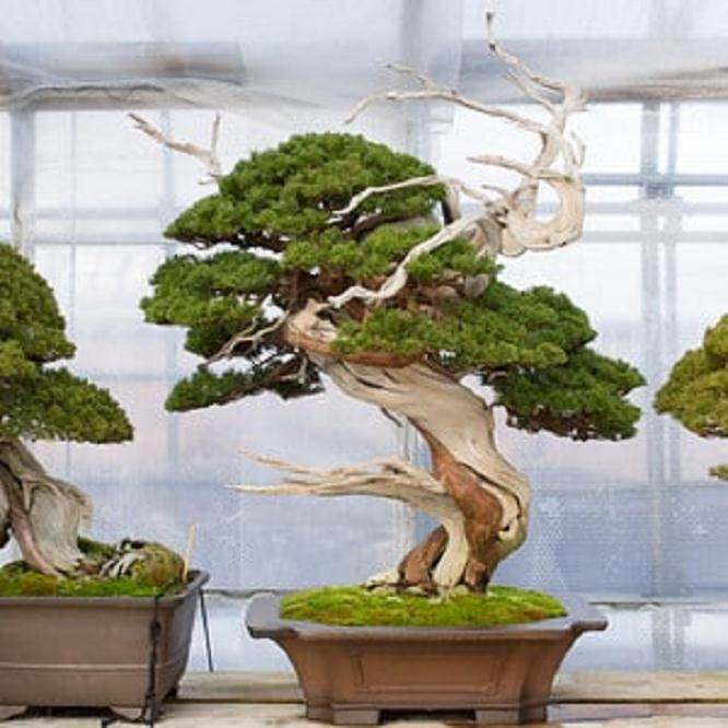 真柏盆景在第90次国库区展出