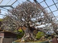 参观铃木信二的盆景花园