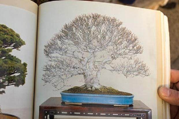 几十年前出现的山毛榉盆景