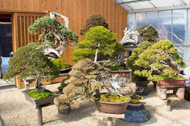 分享最近去日本旅行的盆景照片