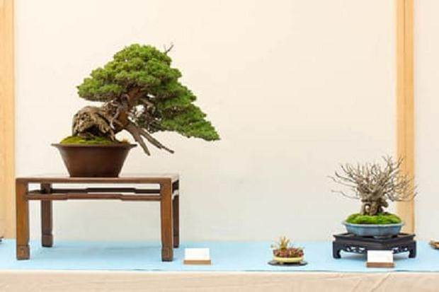 真柏嫁接在塞拉利昂杜松展示与波士顿常春藤