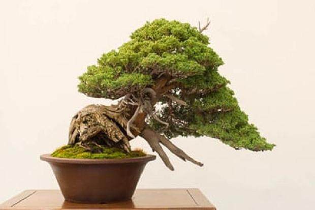 真柏在塞拉松桧上嫁接 - 很棒的性格